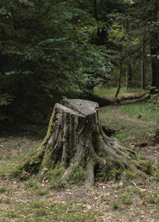 Stump Grinding